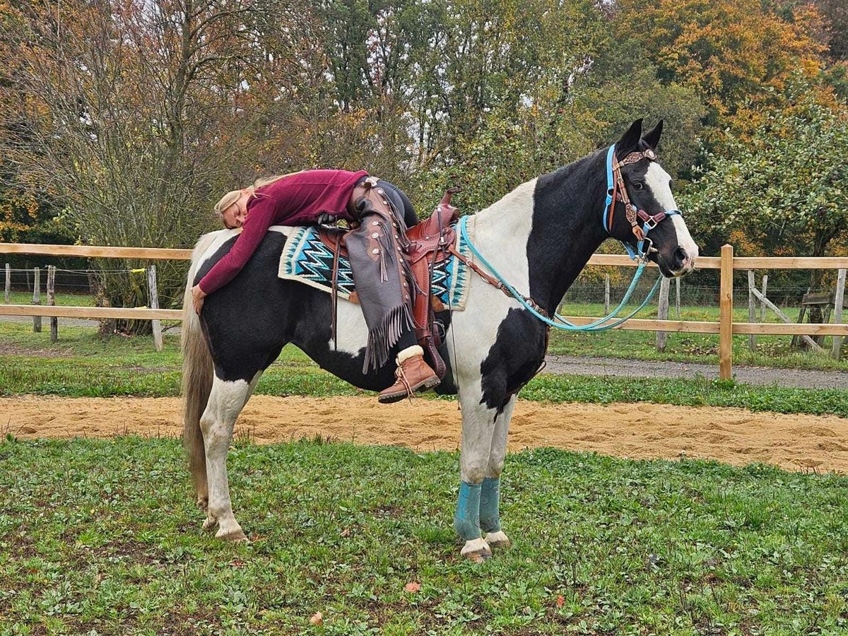 Pinto Horse Giumenta 11 Anni 160 cm Pezzato in Linkenbach