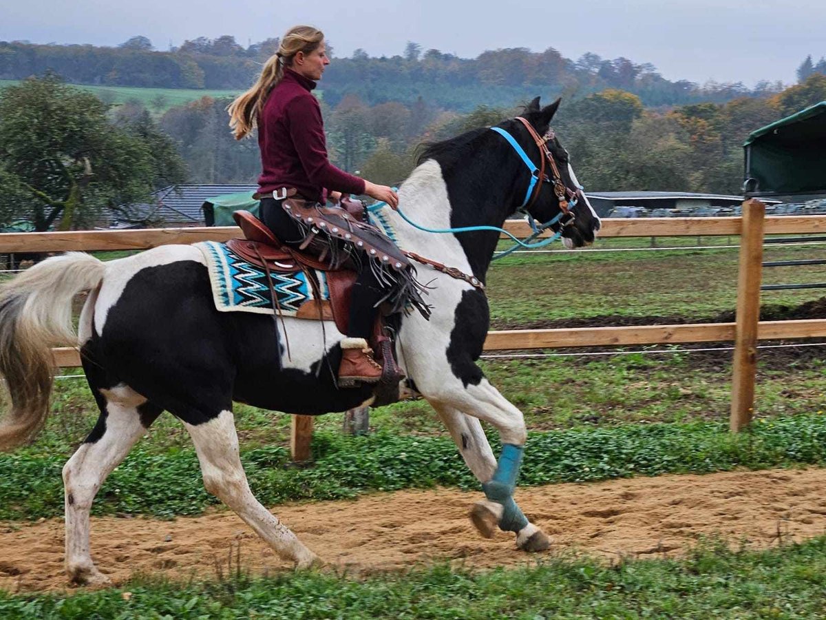 Pinto Horse Giumenta 11 Anni 160 cm Pezzato in Linkenbach