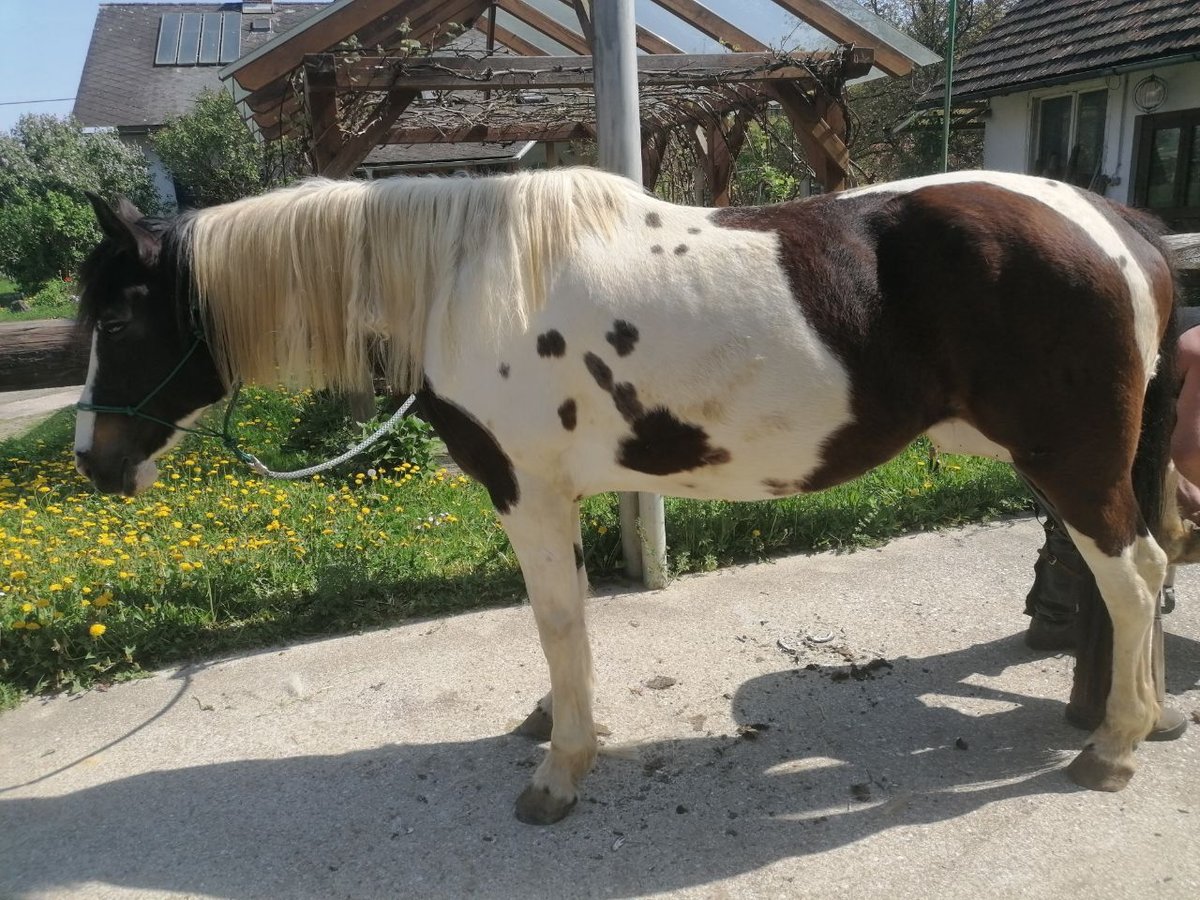Pinto Horse Giumenta 11 Anni 170 cm Pezzato in Gralla