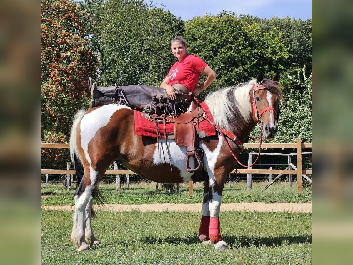 Pinto Horse Giumenta 12 Anni 153 cm Pezzato in Linkenbach