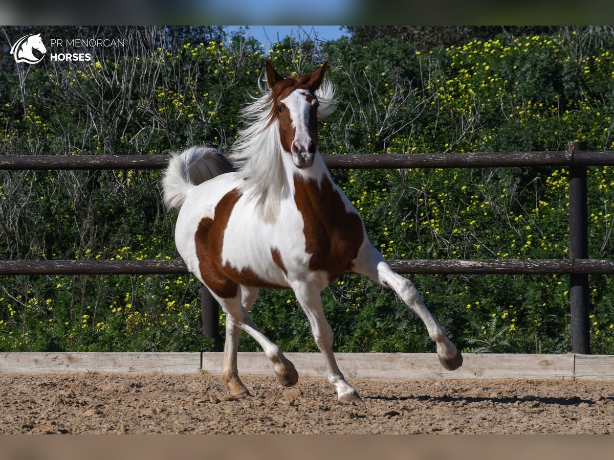 Pinto Horse Mix Giumenta 12 Anni 154 cm Pezzato in Menorca