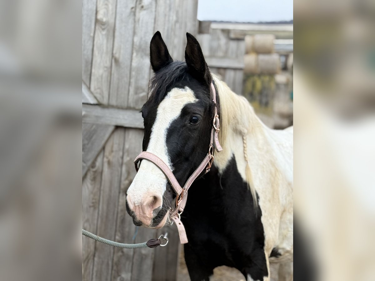 Pinto Horse Giumenta 12 Anni 163 cm Sabino in Teistungen