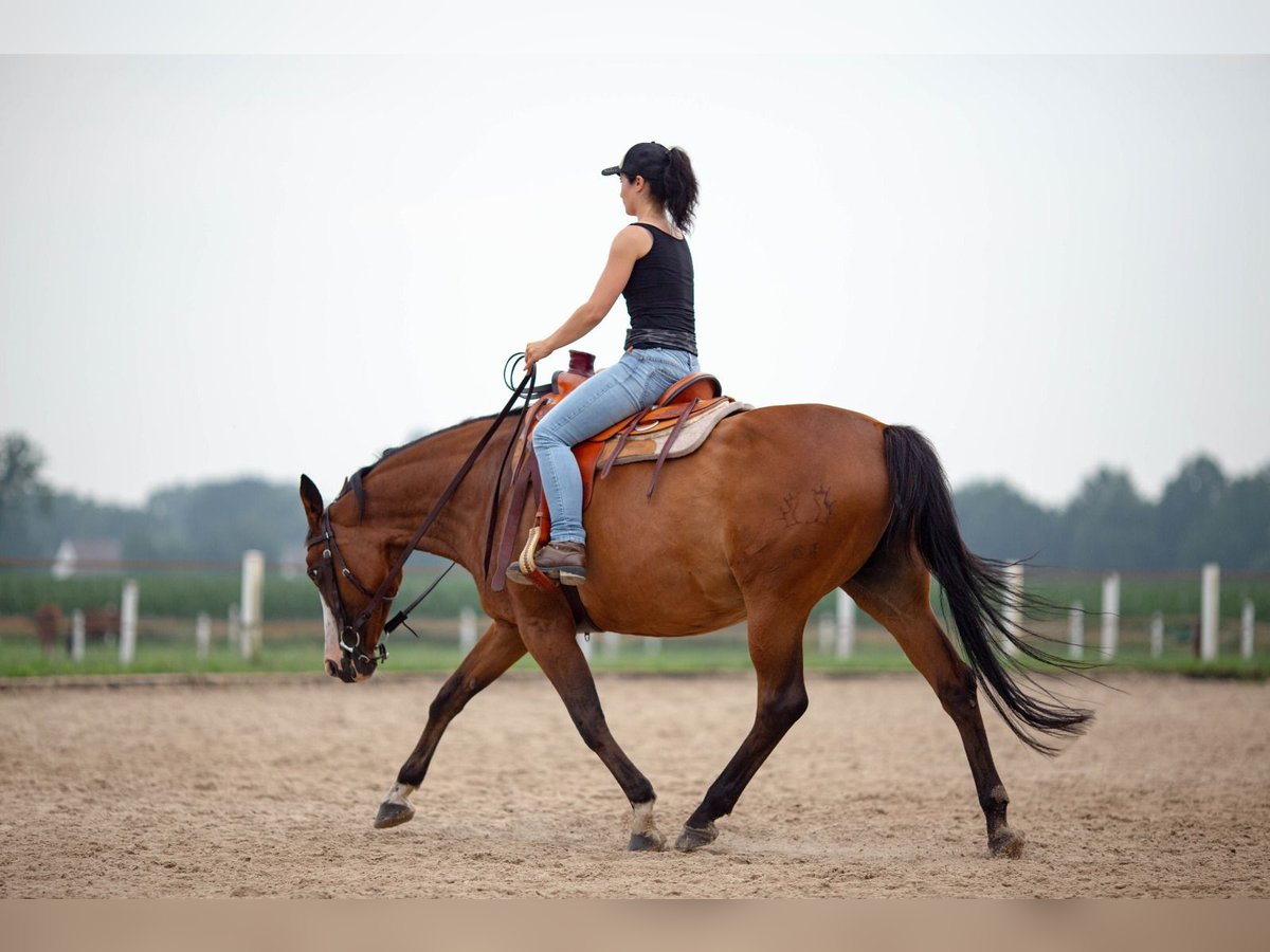 Pinto Horse Giumenta 15 Anni 155 cm Baio in Diepholz