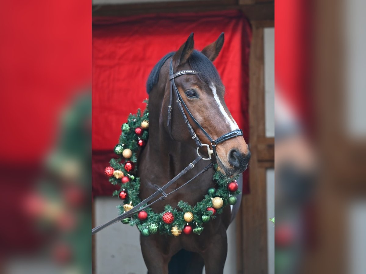 Pinto Horse Giumenta 16 Anni 165 cm Pezzato in Schopfheim