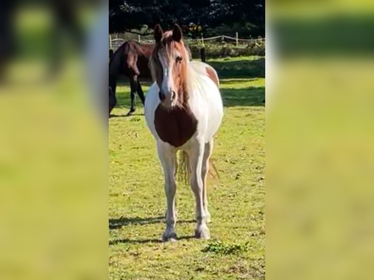 Pinto Horse Mix Giumenta 17 Anni 155 cm Pezzato in Norderstedt