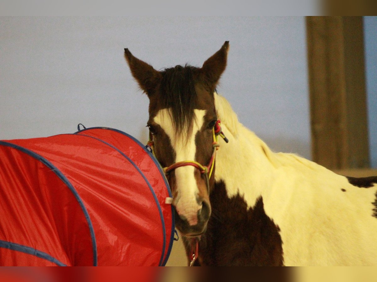 Pinto Horse Giumenta 17 Anni 174 cm Pezzato in Heilbronn