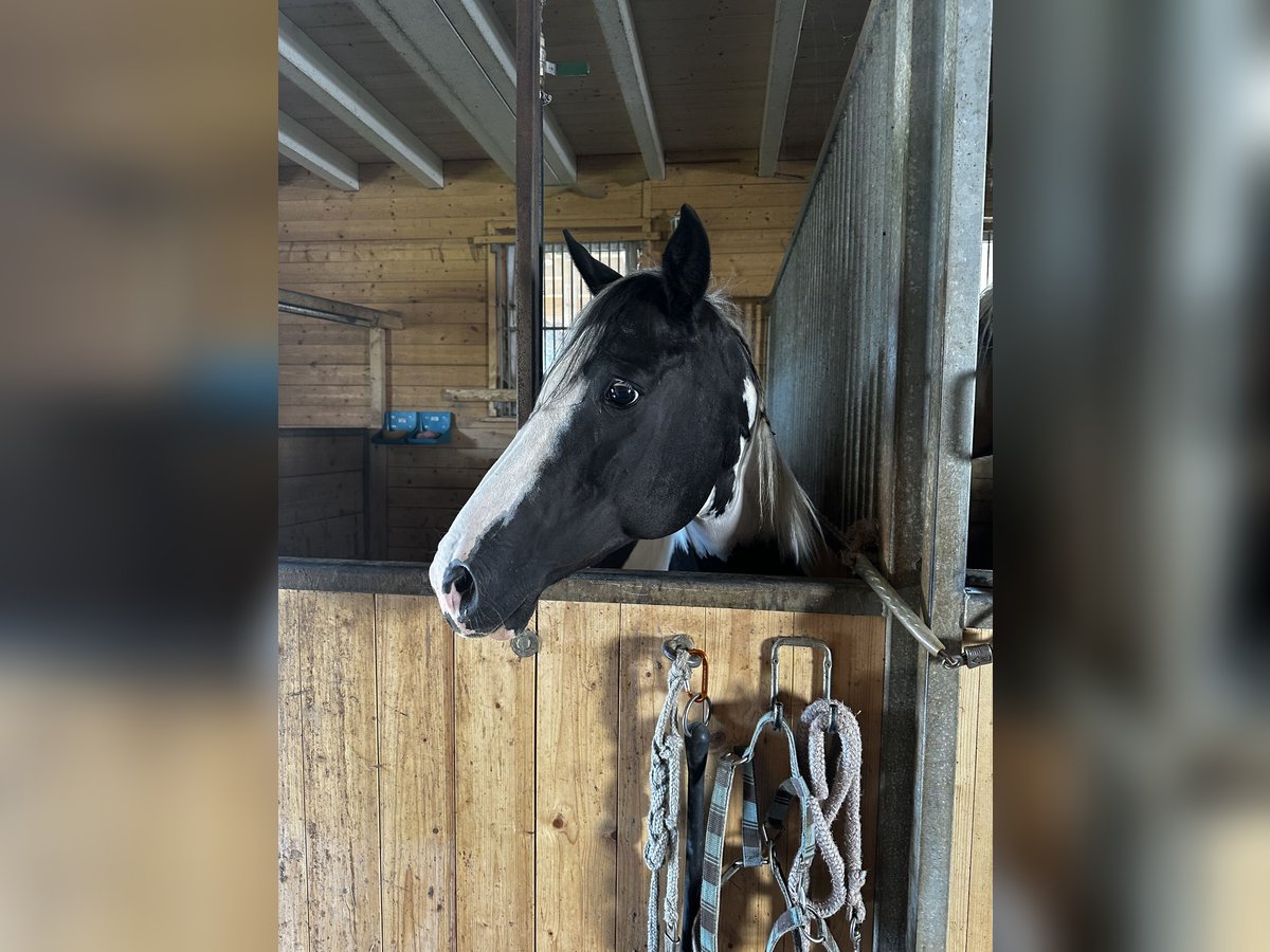 Pinto Horse Giumenta 18 Anni 148 cm Pezzato in Ursberg
