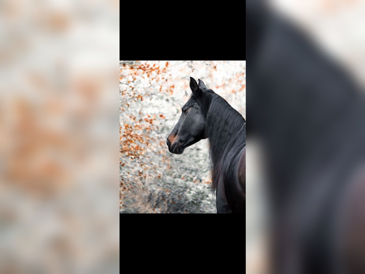 Pinto Horse Mix Giumenta 18 Anni 165 cm in Großweil