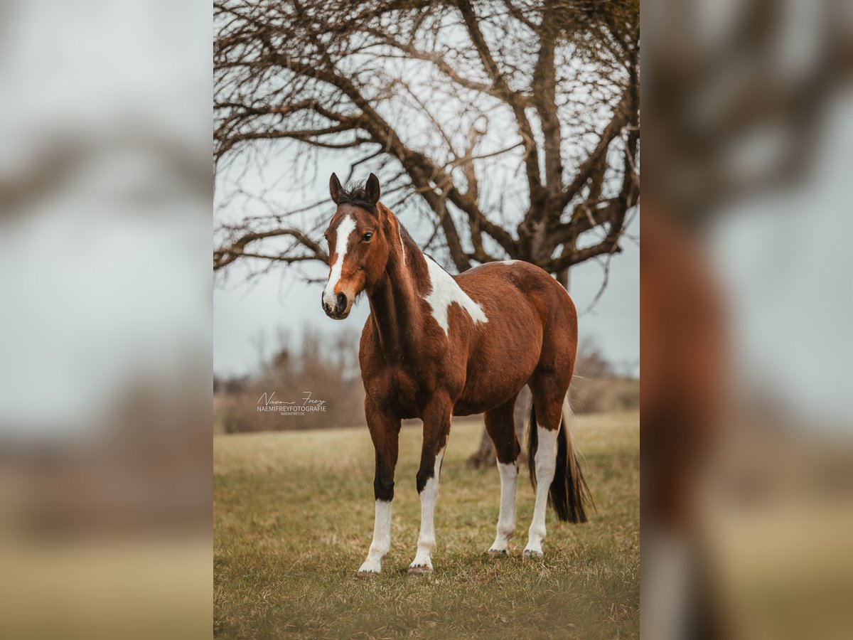 Pinto Horse Giumenta 19 Anni 168 cm Pezzato in Nürtingen