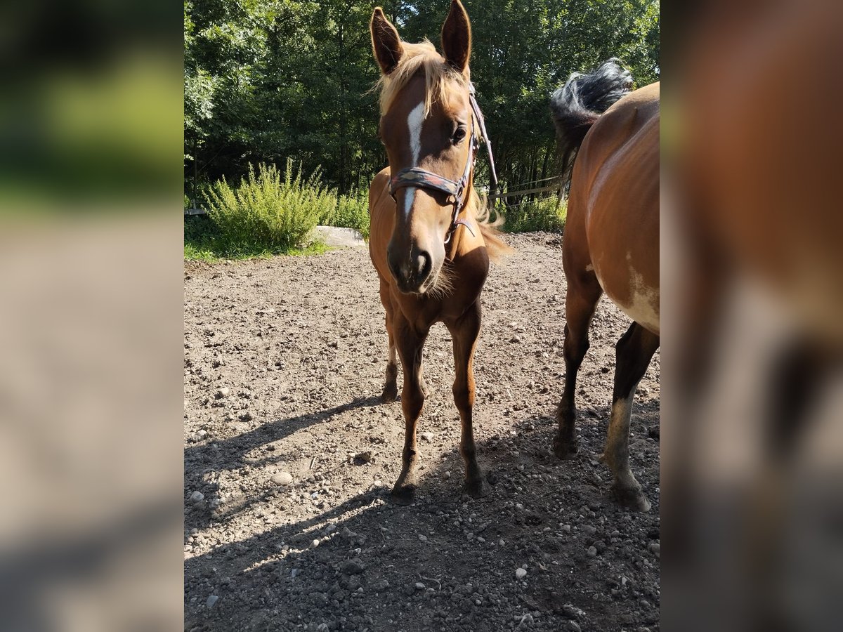 Pinto Horse Mix Giumenta 1 Anno 152 cm Sauro in Kohlgrube Pinto Horse Mix Giumenta 1 Anno 152 cm Sauro in Kohlgrube