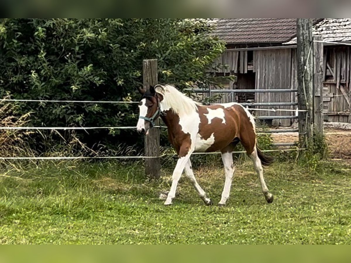 Pinto Horse Mix Giumenta 1 Anno 160 cm Pezzato in Geretsberg