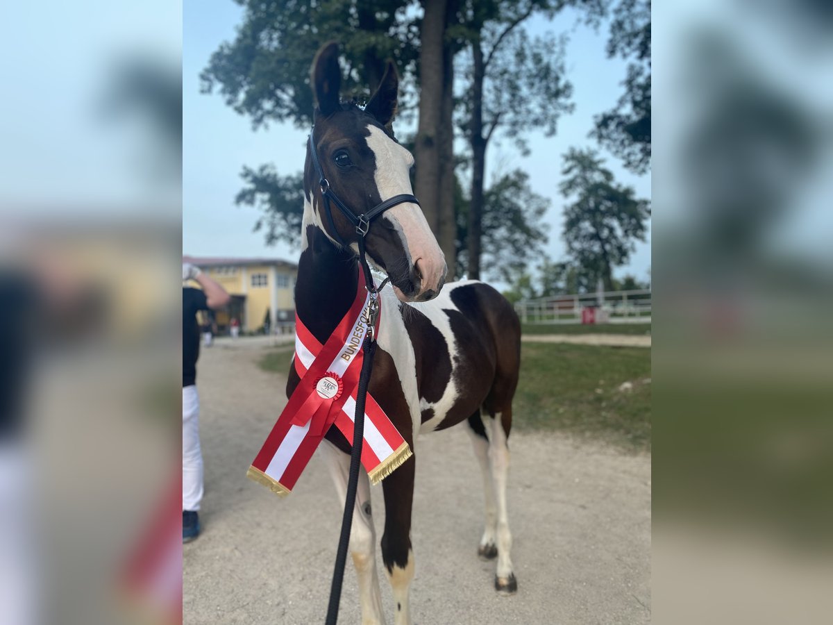 Pinto Horse Giumenta 1 Anno 167 cm Pezzato in Horn