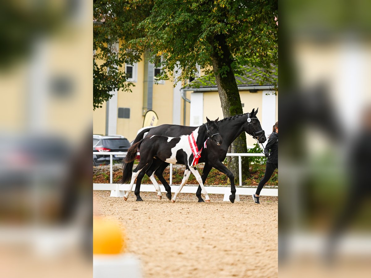 Pinto Horse Giumenta 1 Anno 168 cm Pezzato in Altmelon