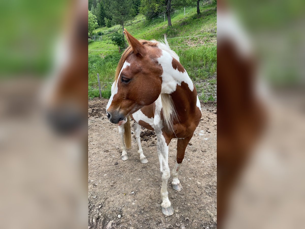 Pinto Horse Mix Giumenta 20 Anni 150 cm Pezzato in Glödnitz