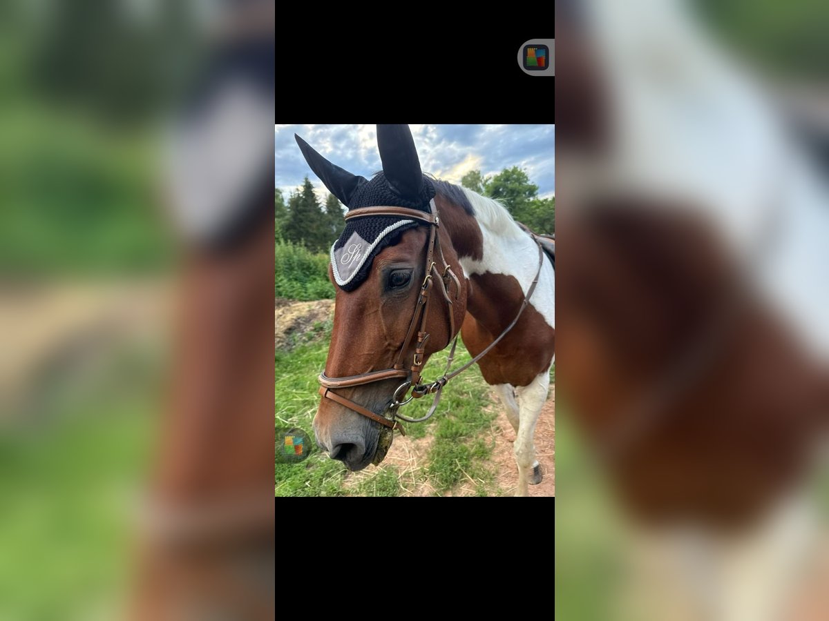 Pinto Horse Giumenta 23 Anni 160 cm Pezzato in Saarbrücken