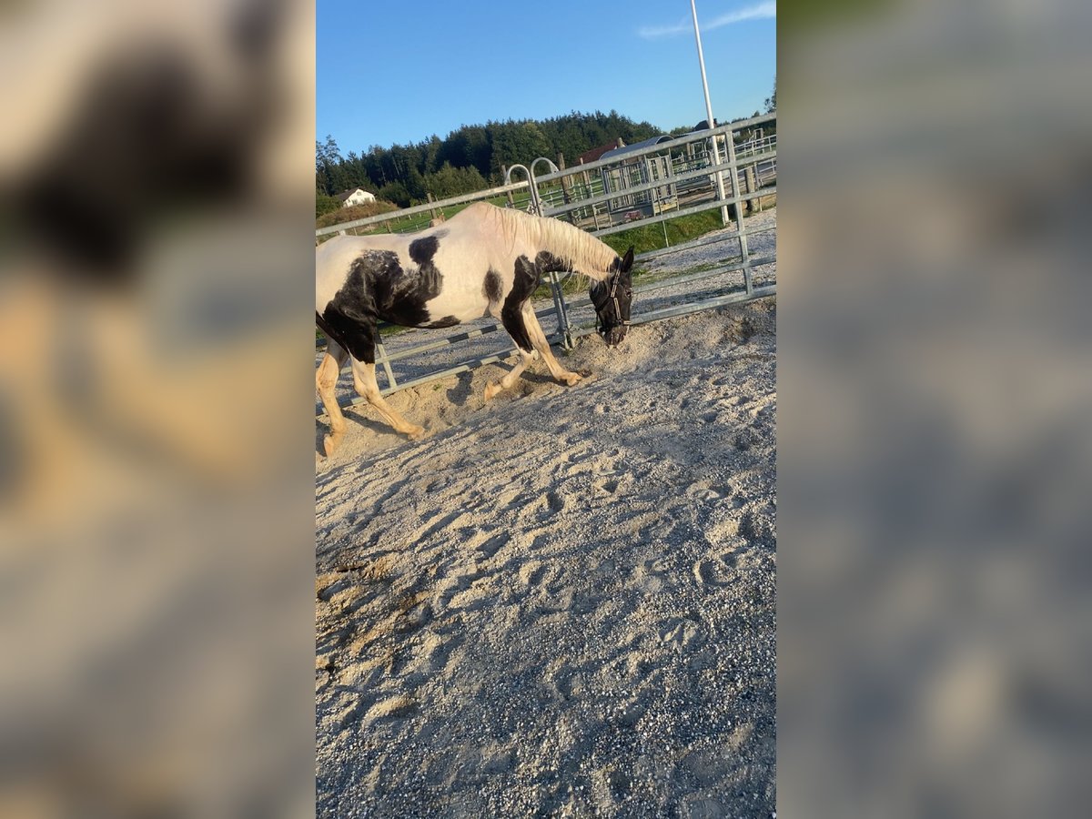 Pinto Horse Giumenta 25 Anni 155 cm Pezzato in Braunau