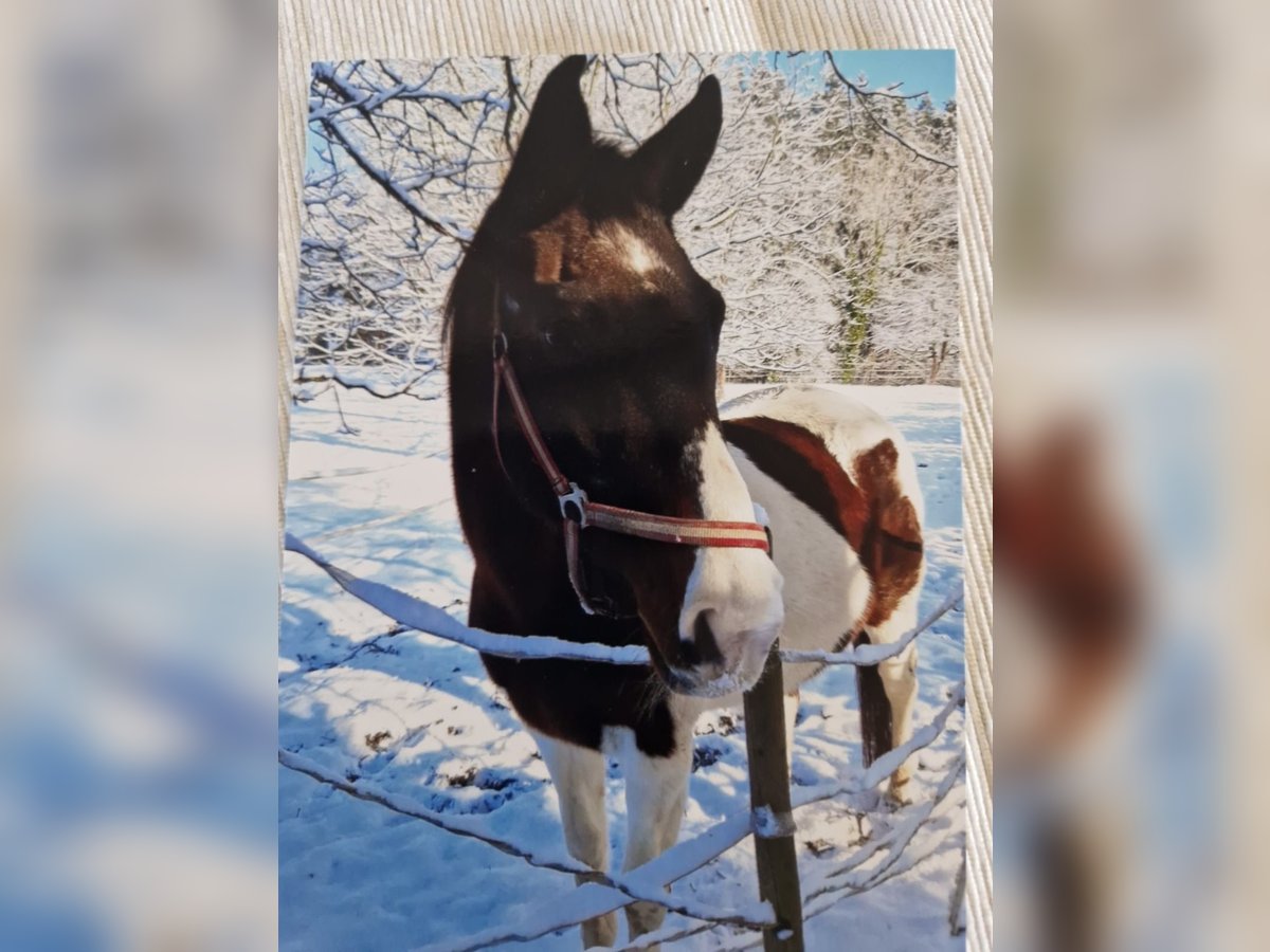 Pinto Horse Giumenta 26 Anni 160 cm Pezzato in Wolfegg