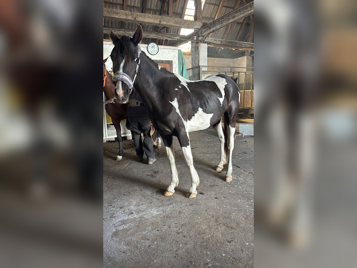 Pinto Horse Giumenta 2 Anni 145 cm Tobiano-tutti i colori in Demmin