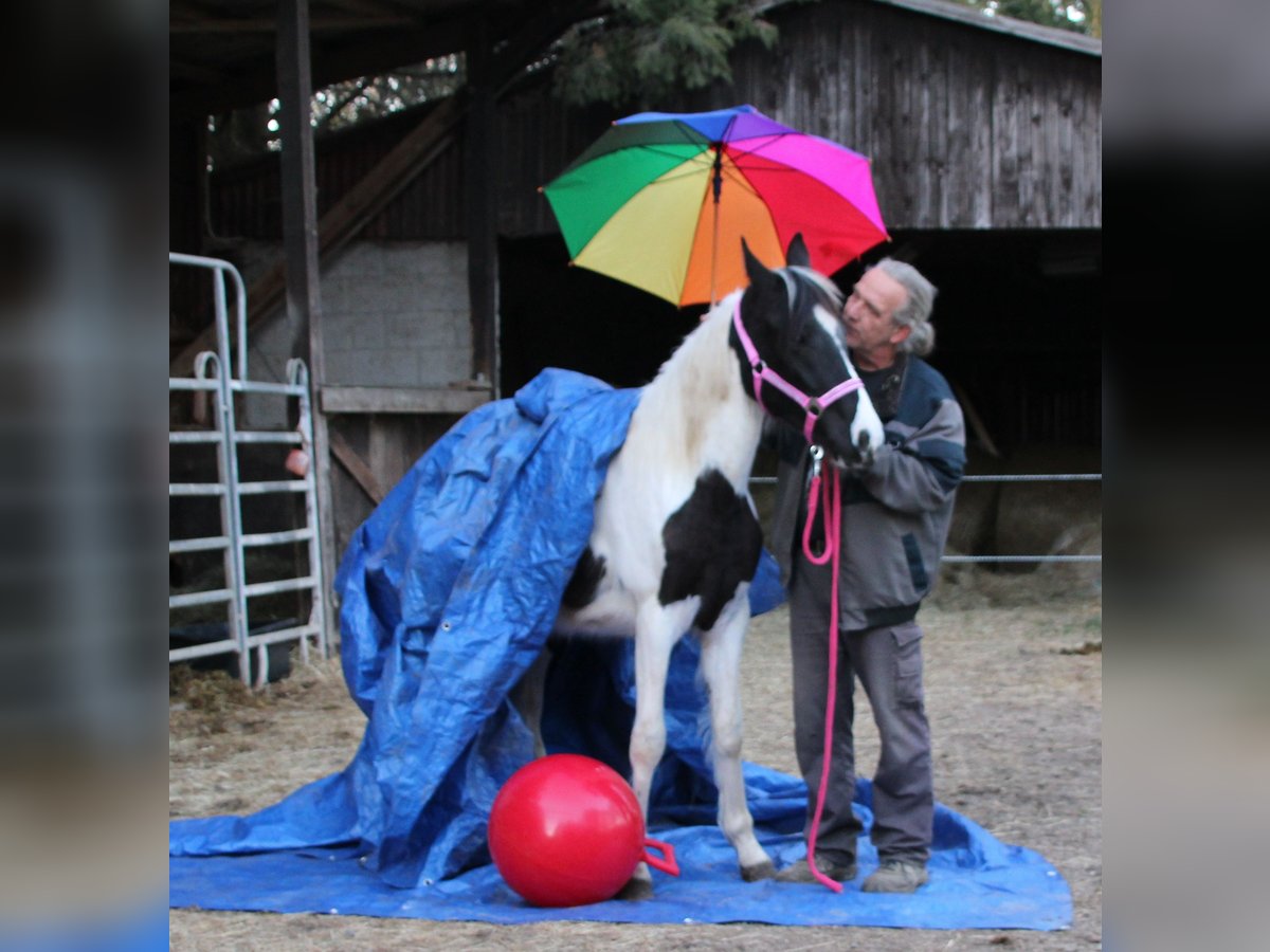 Pinto Horse Mix Giumenta 2 Anni 150 cm Pezzato in Gemmerich