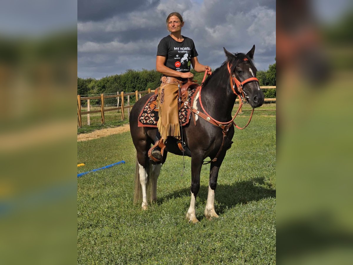 Pinto Horse Giumenta 3 Anni 148 cm Pezzato in Linkenbach