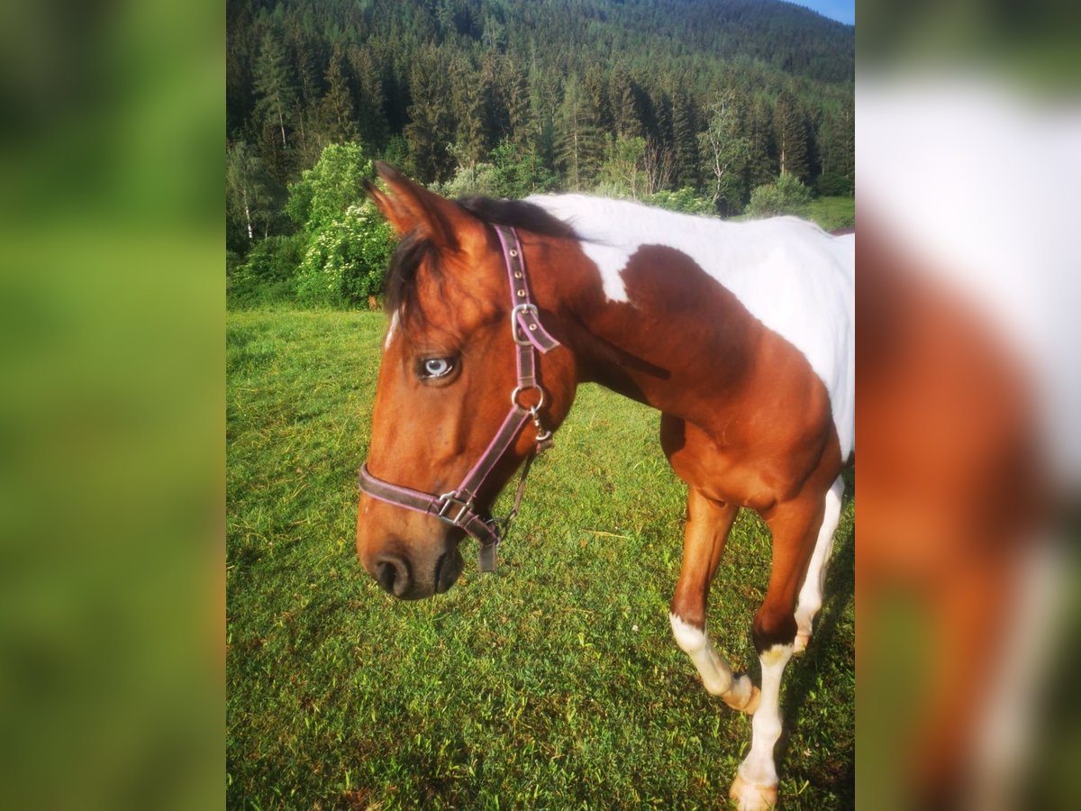 Pinto Horse Giumenta 3 Anni 155 cm Overo-tutti i colori in Schöder