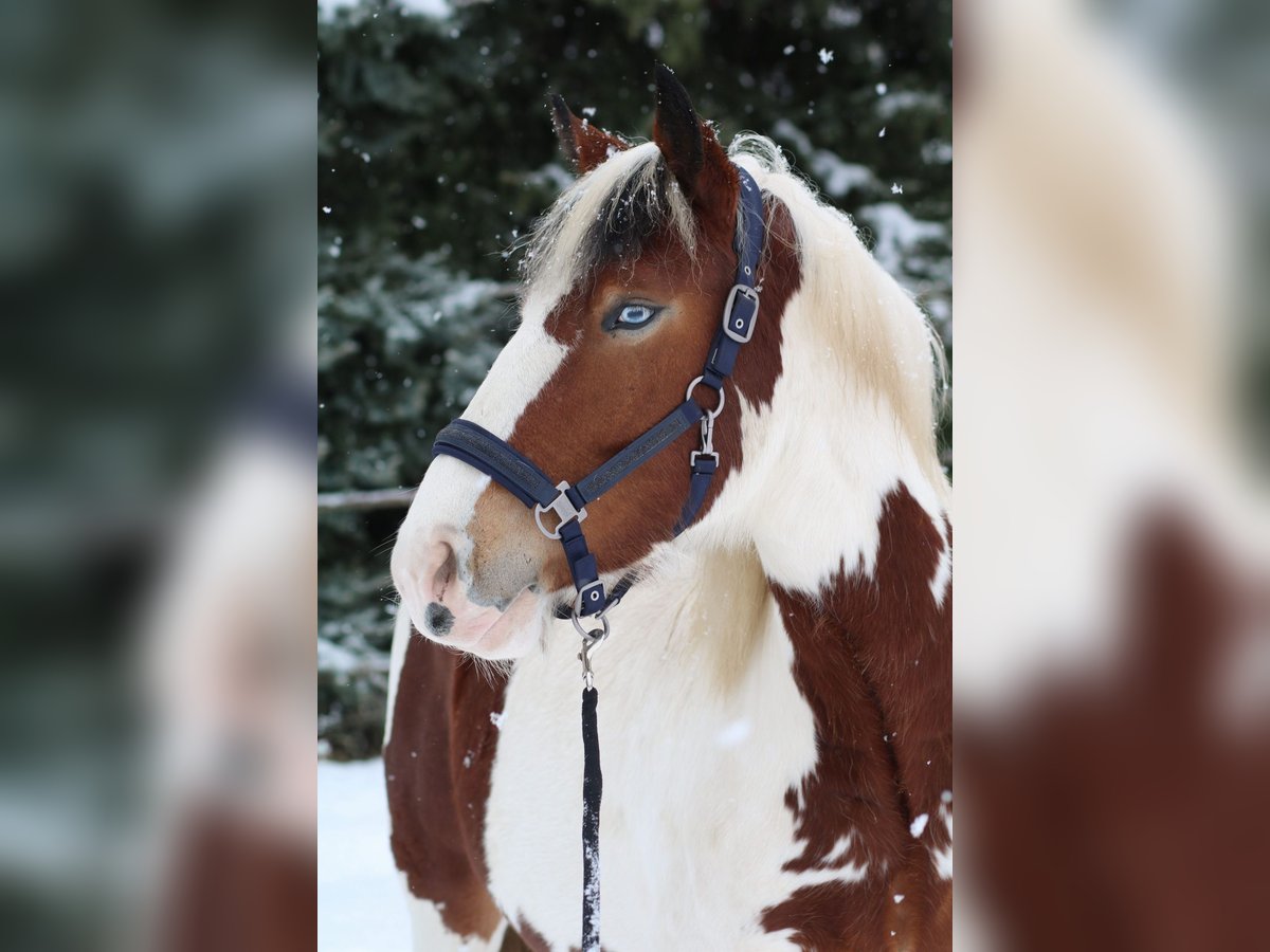 Pinto Horse Mix Giumenta 3 Anni 155 cm Pezzato in Storkow