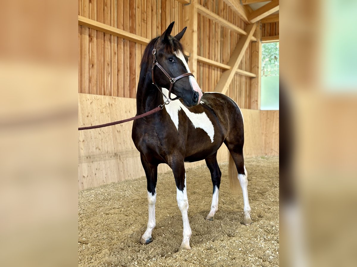 Pinto Horse Giumenta 3 Anni 165 cm Pezzato in Mold