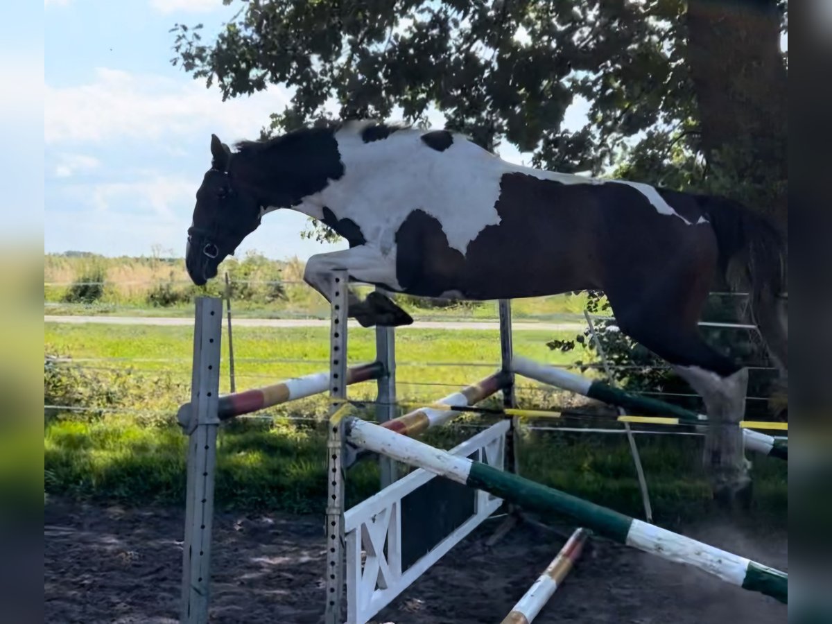 Pinto Horse Giumenta 3 Anni 166 cm Pezzato in Visselhövede