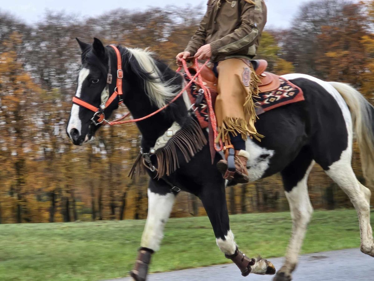 Pinto Horse Giumenta 4 Anni 154 cm Pezzato in Linkenbach