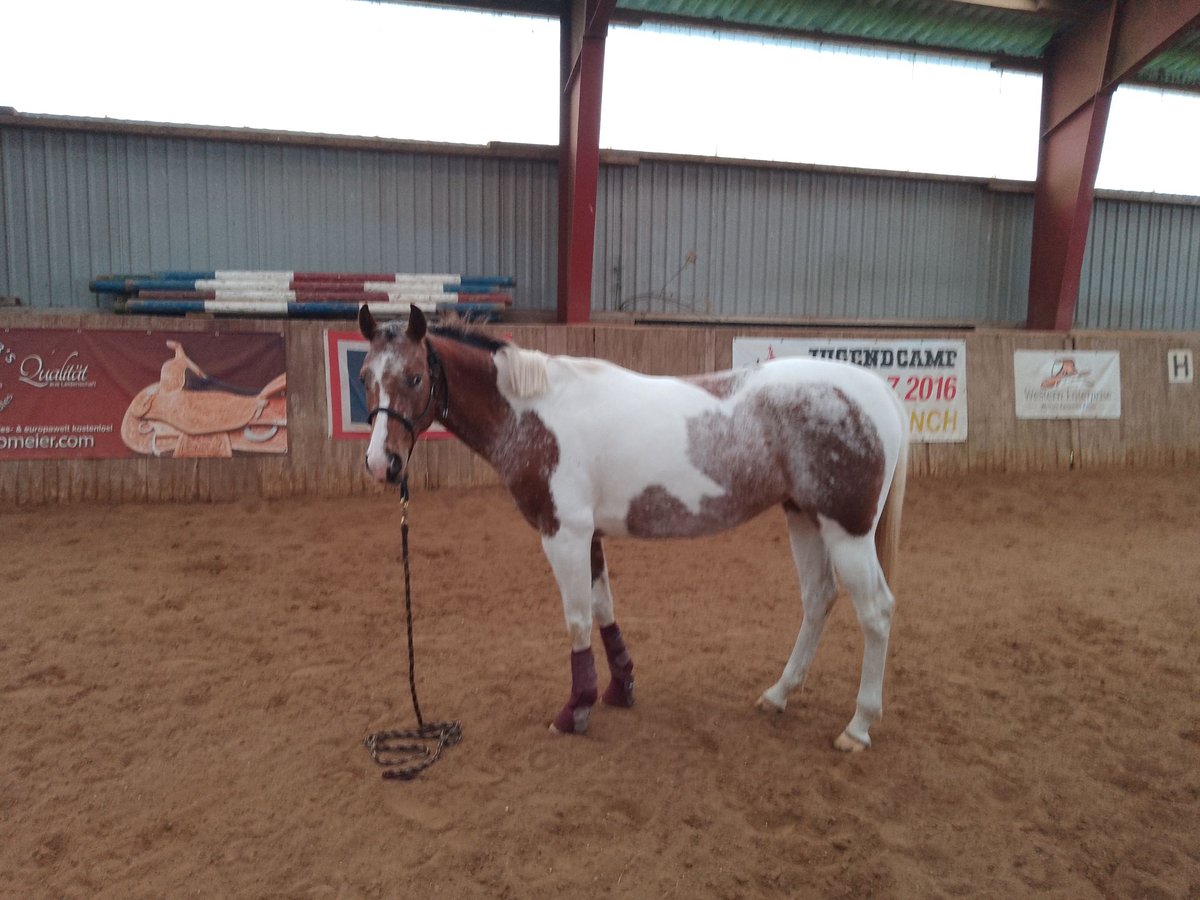 Pinto Horse Giumenta 5 Anni 153 cm Pezzato in Nienwohld