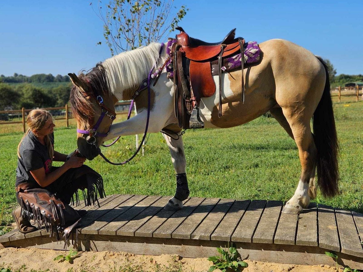 Pinto Horse Giumenta 5 Anni 154 cm Pezzato in Linkenbach