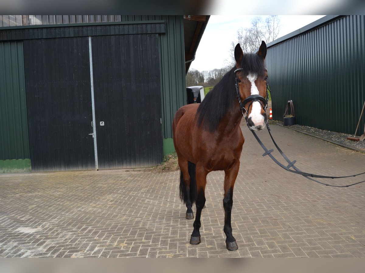 Pinto Horse Mix Giumenta 5 Anni 155 cm Baio in Solingen