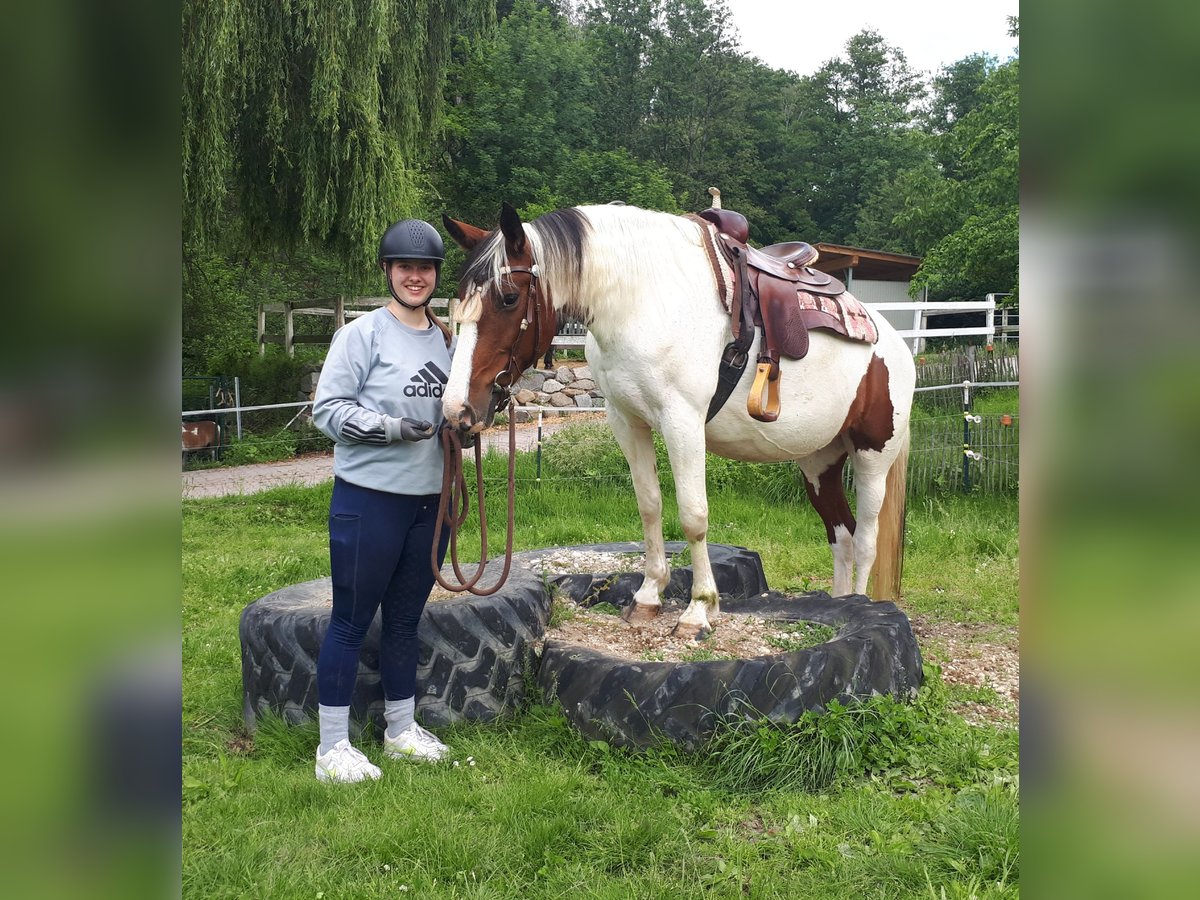 Pinto Horse Giumenta 5 Anni 157 cm Pezzato in Bayerbach