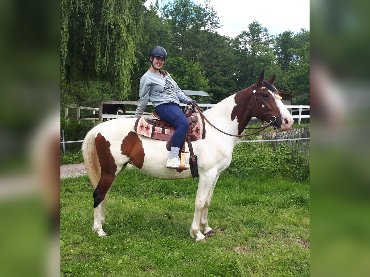 Pinto Horse Giumenta 5 Anni 157 cm Pezzato in Bayerbach