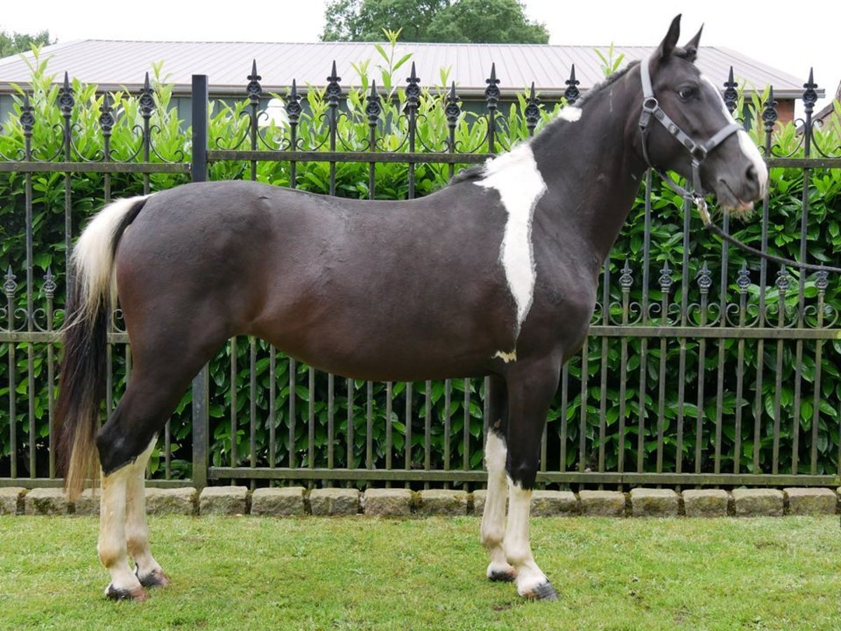 Pinto Horse Giumenta 6 Anni 145 cm in Dorsten