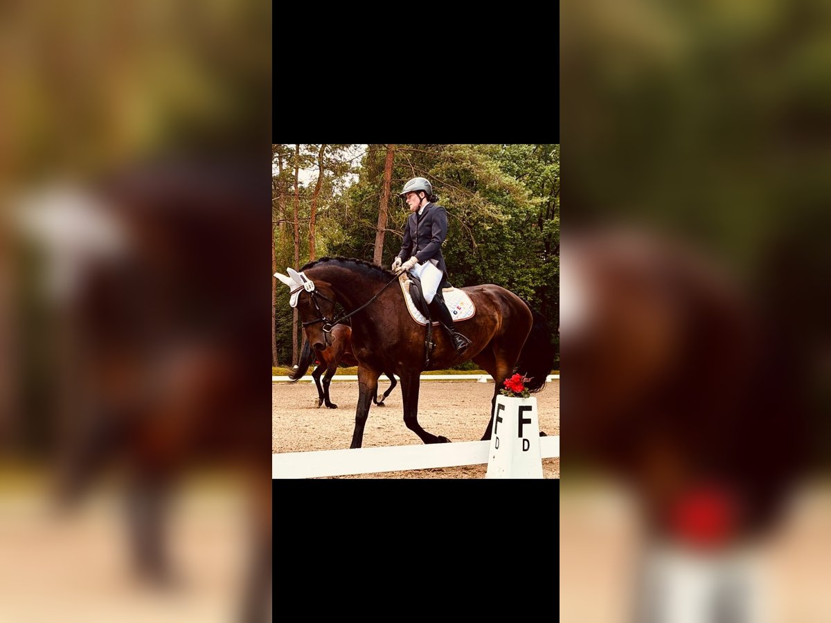 Pinto Horse Giumenta 6 Anni 161 cm Baio scuro in H&#xE4;melhausen