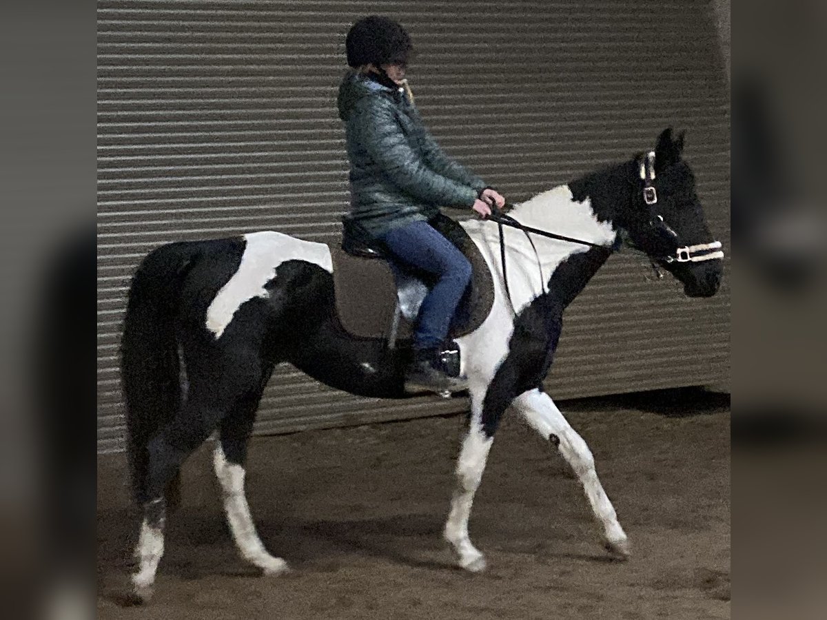 Pinto Horse Mix Giumenta 7 Anni 150 cm Pezzato in Wels Land