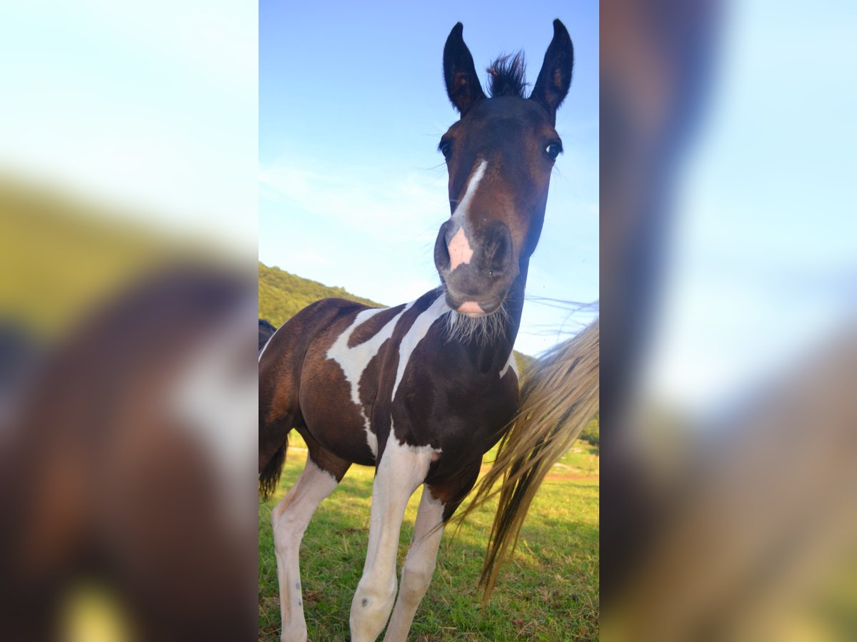 Pinto Horse Mix Giumenta  160 cm Pezzato in Treffurt