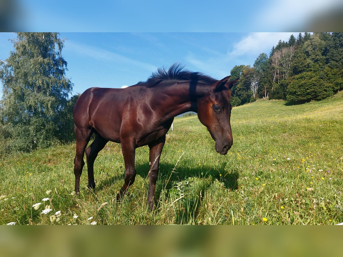 Pinto Horse Giumenta Puledri (04/2024) 165 cm Baio nero in Bad Gams