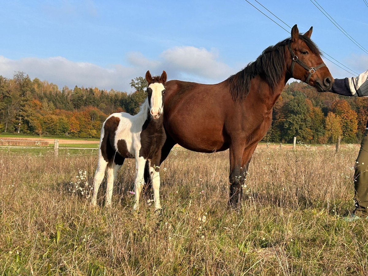 Pinto Horse Mix Stallone 1 Anno 148 cm Pezzato in Geretsberg