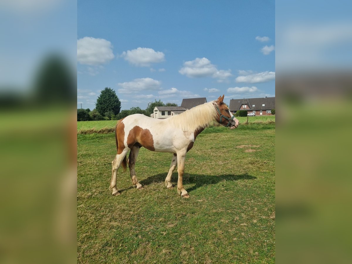 Pinto Horse Stallone 2 Anni 155 cm Pezzato in Rees