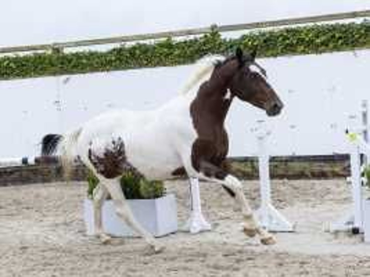 Pinto Horse Stallone 2 Anni 159 cm Pezzato in Waddinxveen