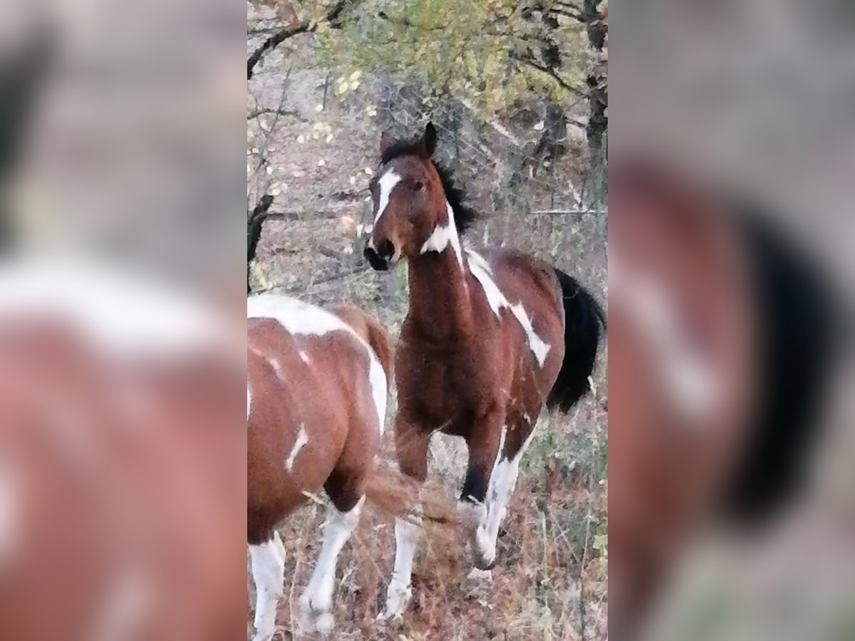 Pinto Horse Stallone 2 Anni 160 cm Tobiano-tutti i colori in Berlingerode