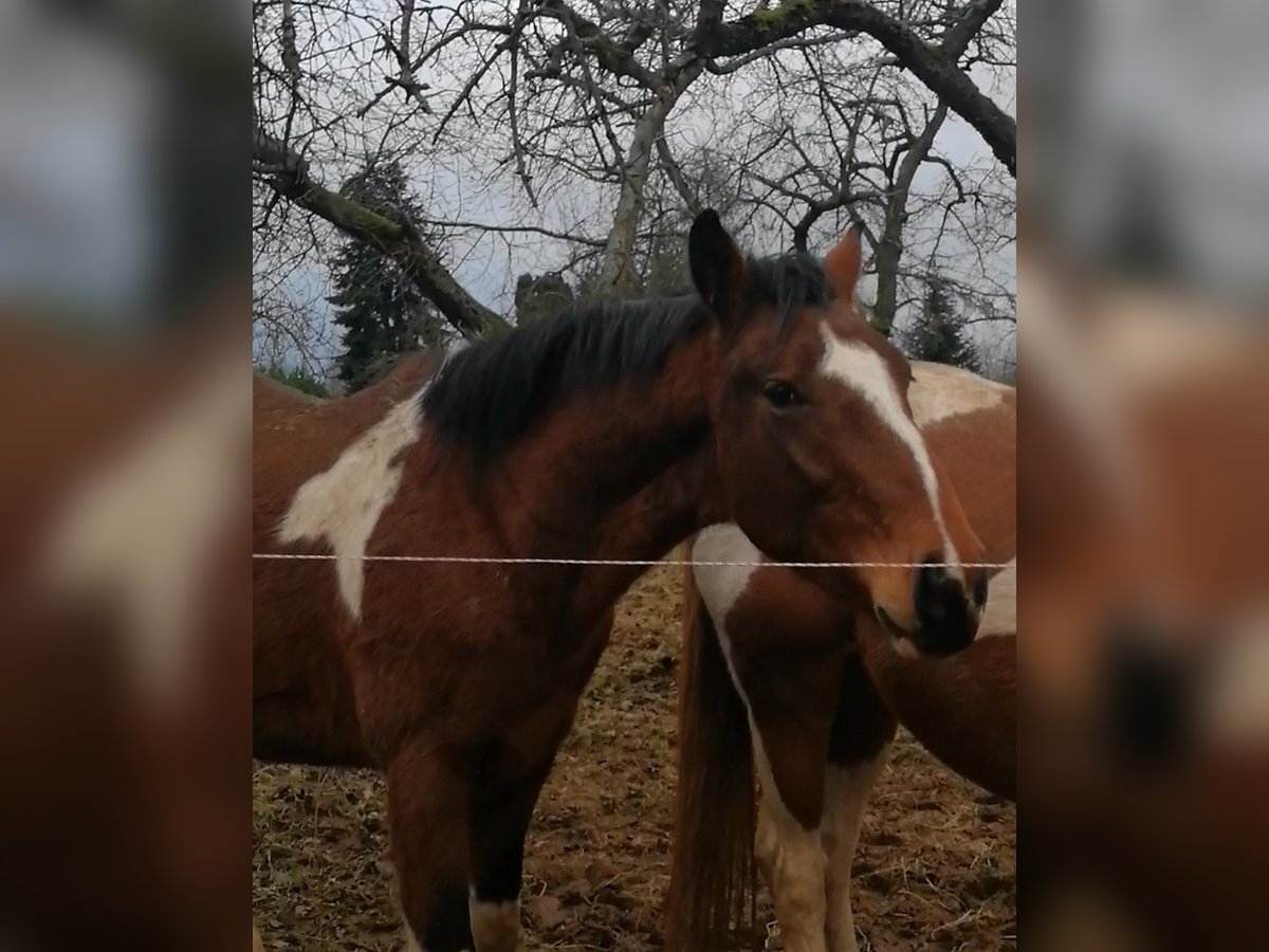 Pinto Horse Stallone 3 Anni 163 cm Tobiano-tutti i colori in Berlingerode