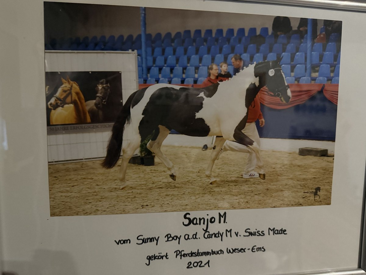 Pinto Horse Stallone Pezzato in Friesoythe