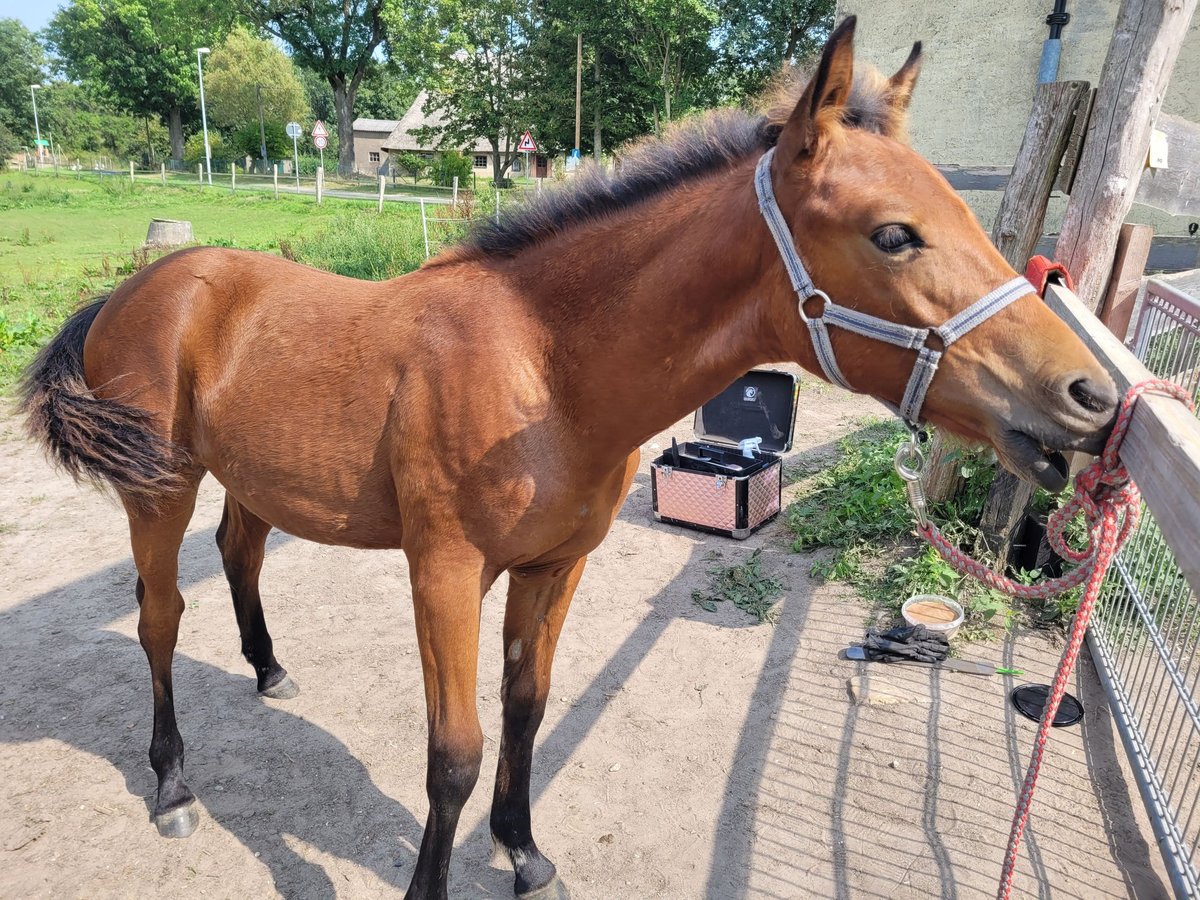 Pinto Horse Stallone Puledri (03/2024) 115 cm Baio in Glasin