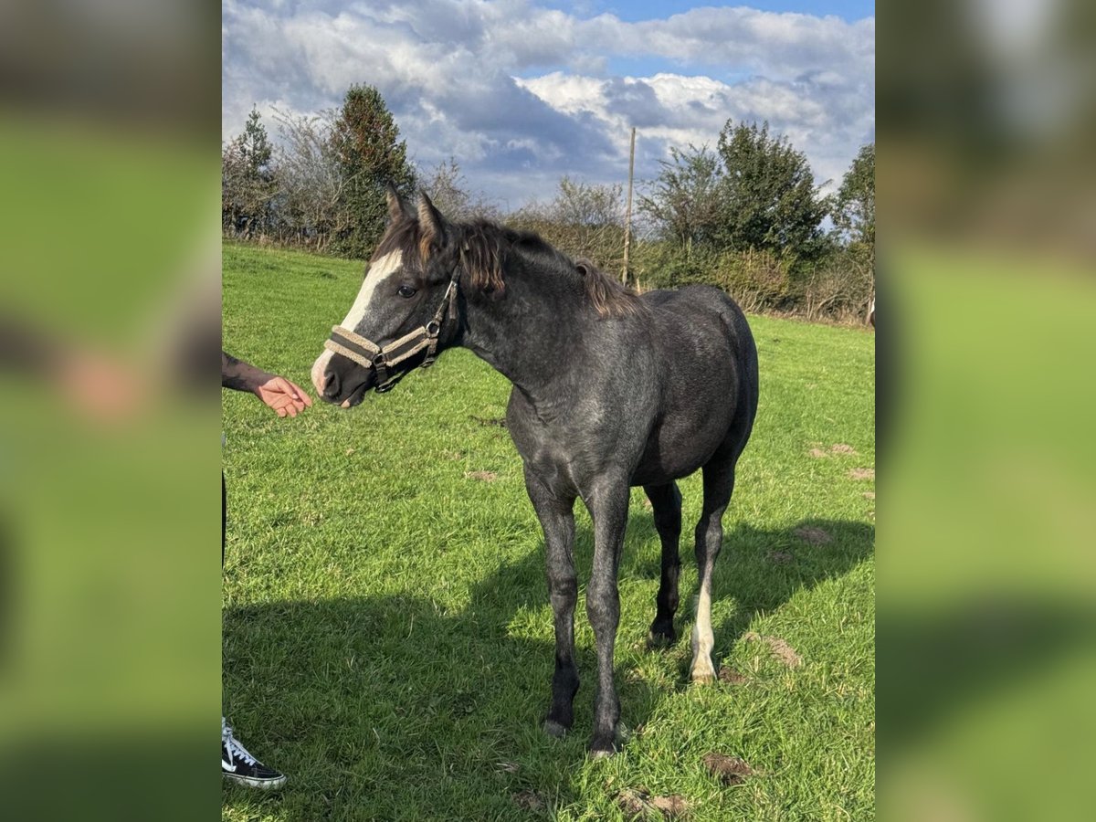 Pinto Horse Mix Stallone Puledri (04/2025) 150 cm Grigio pezzato in Ennepetal