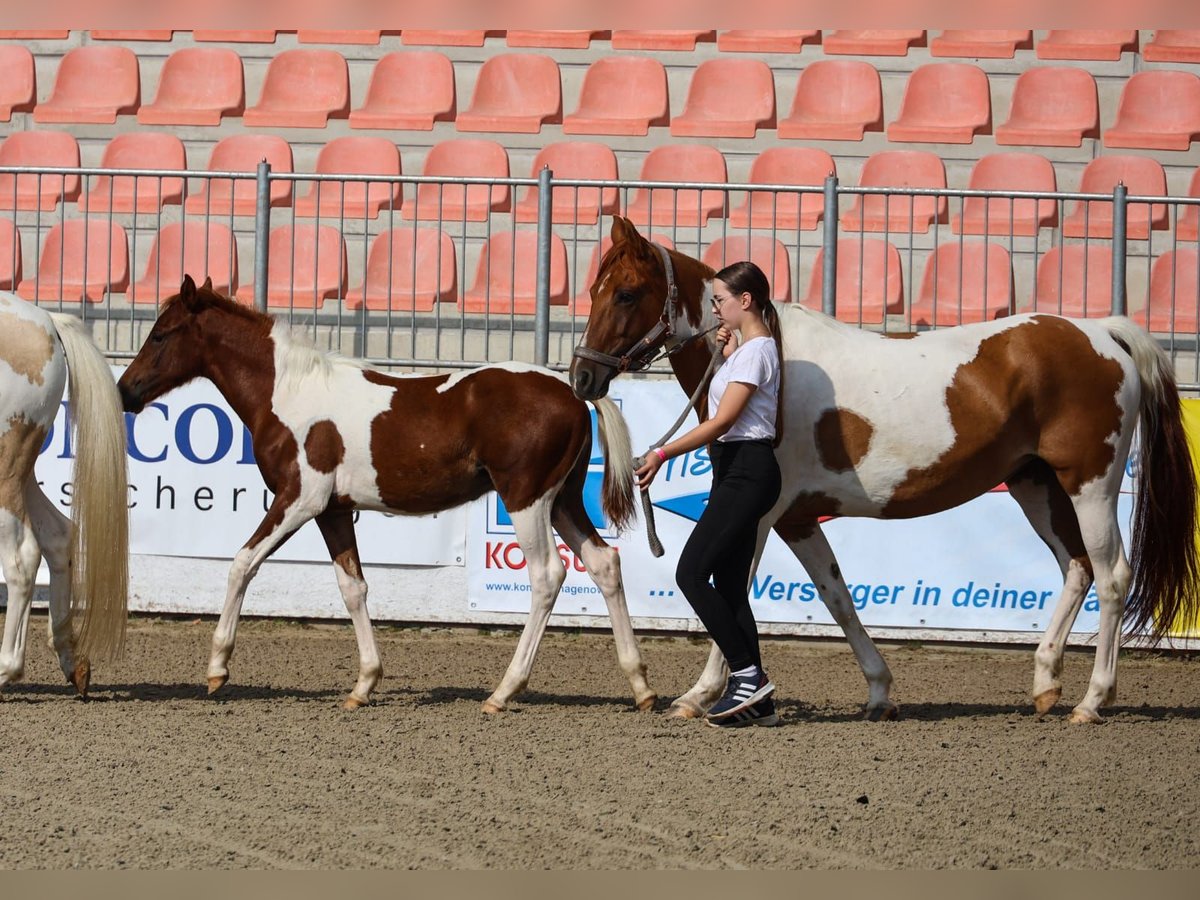 Pinto Horse Stallone  150 cm Pezzato in Neustadt-Glewe