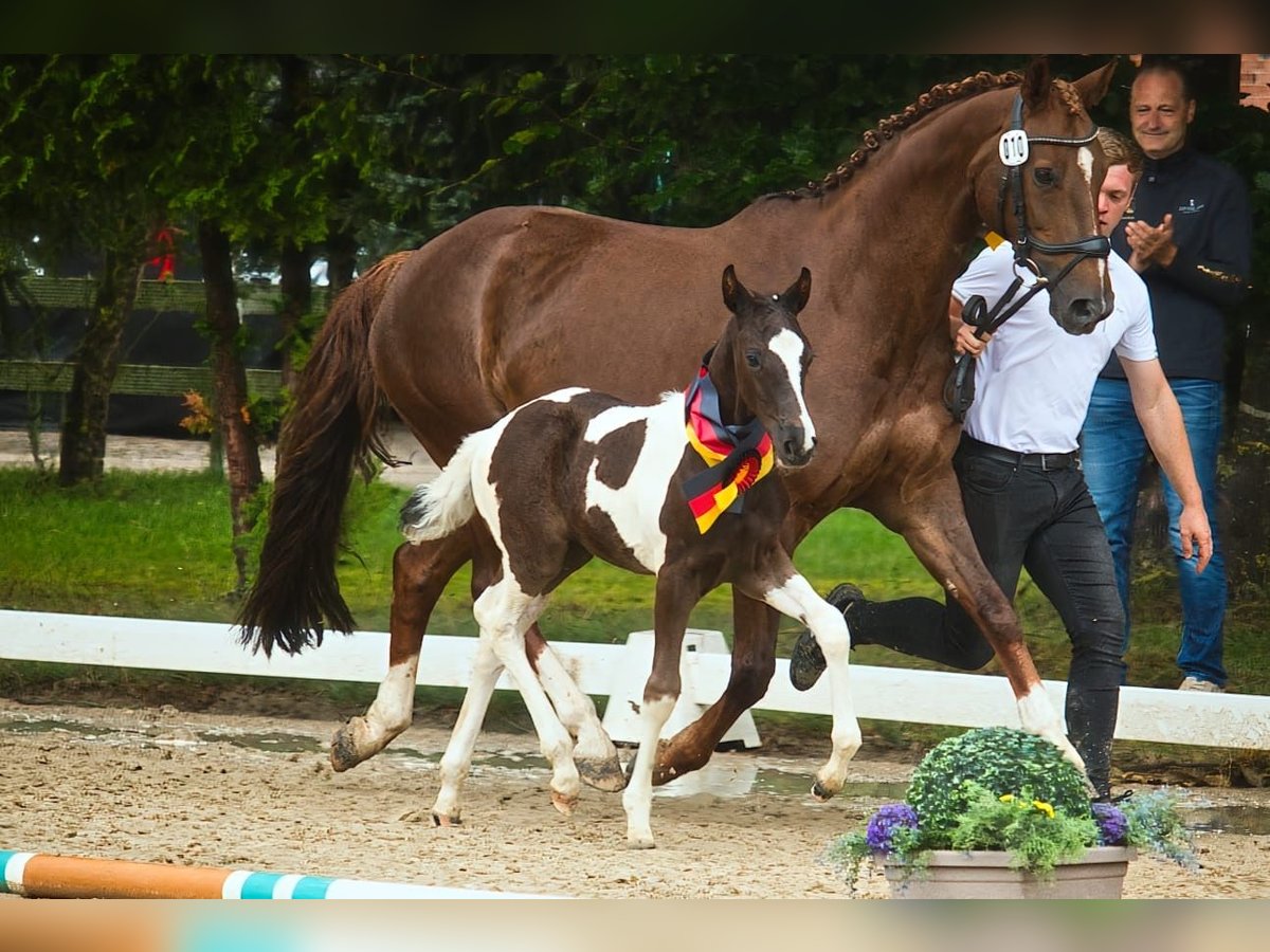 Pinto Horse Stallone Puledri (06/2025) Pezzato in Ganderkesee