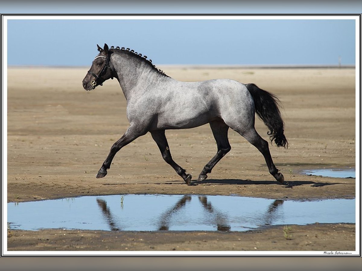 Pinto Horse Stallone Roano blu in Gudendorf